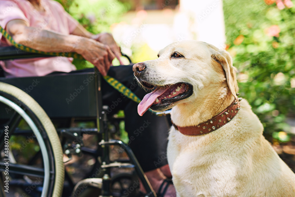 Hes on duty. Shot of a senior woman in a wheelchair with her dog.