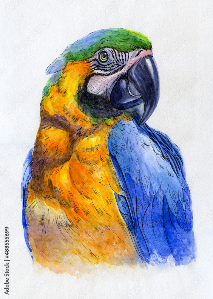 Parrot portrait. Watercolor illustration. Hand drawn animal on white