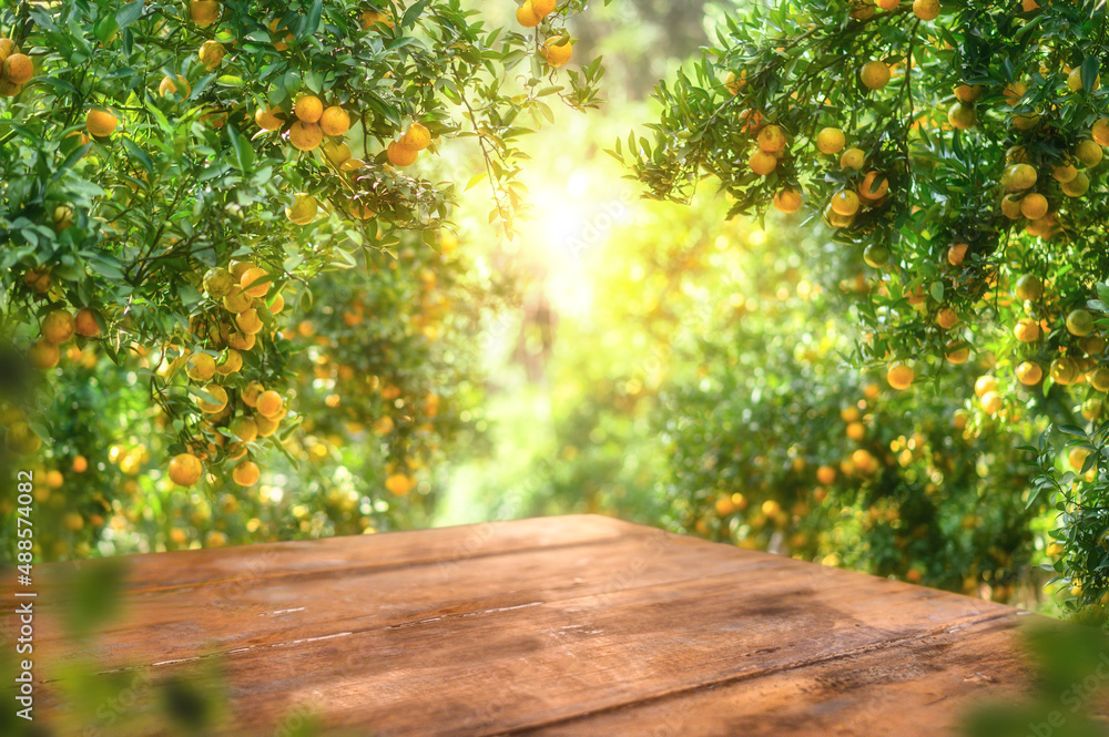 Empty wood table with free space over orange trees, orange field background. For product display mon