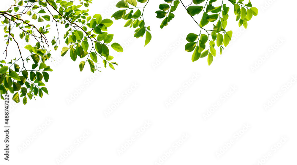 Green leaves and branches isolated on a white background