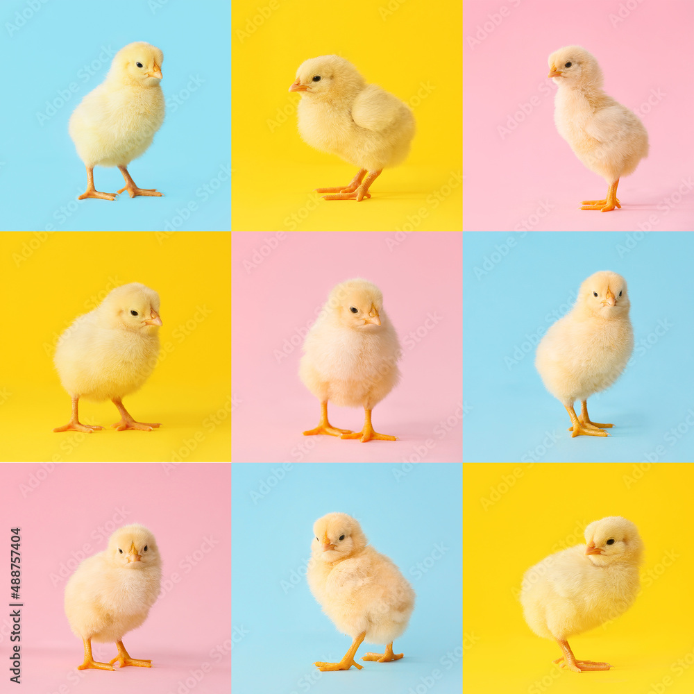 Collage with many cute chicks on colorful background