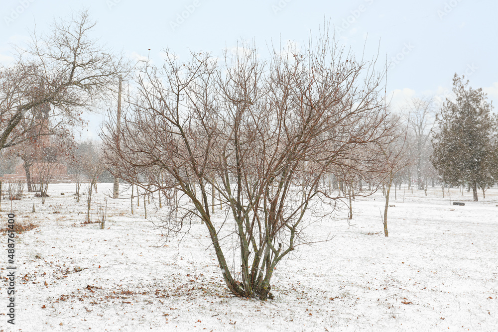 Bush in city park on snowy day