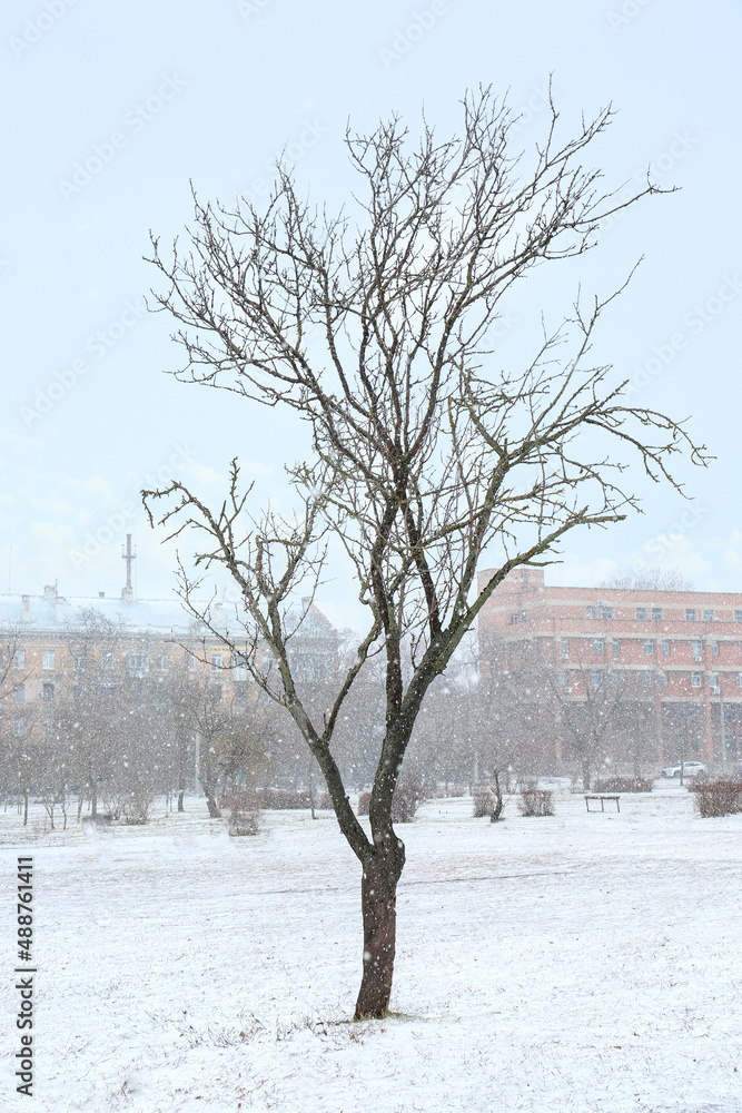 Tree in city park on winter day