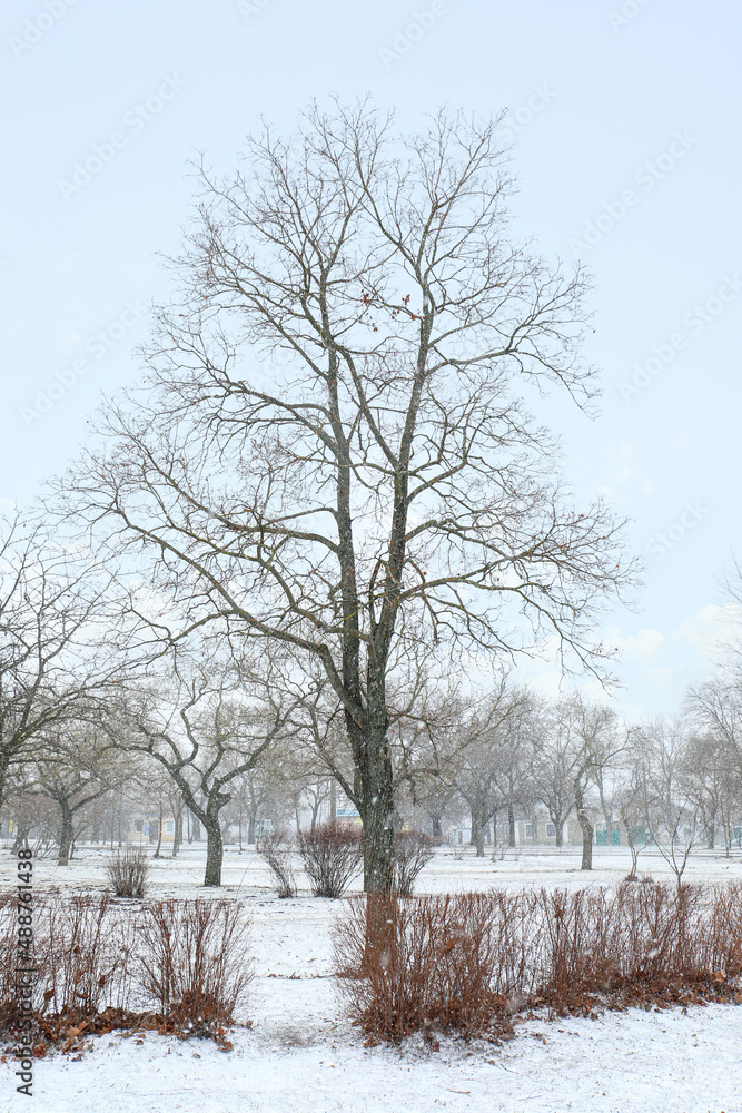 雪天城市公园里光秃秃的树