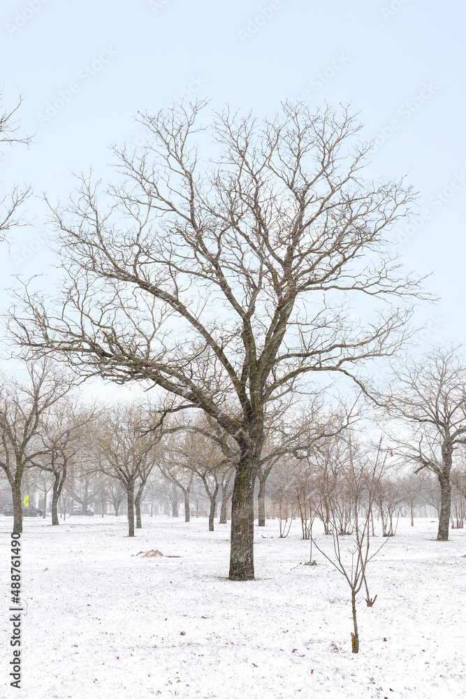 Bare trees in winter park on snowy day