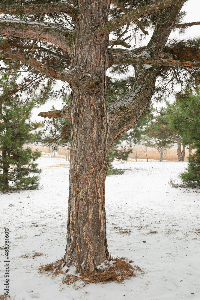 雪天公园里的针叶树