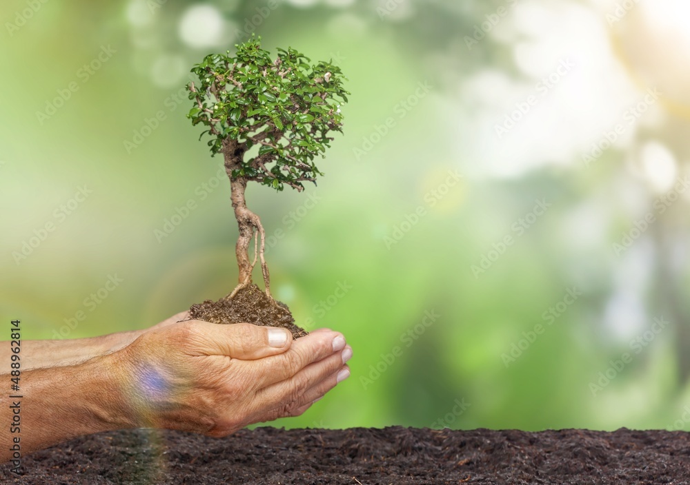 Farmers hands planted a tree on the ground and green background