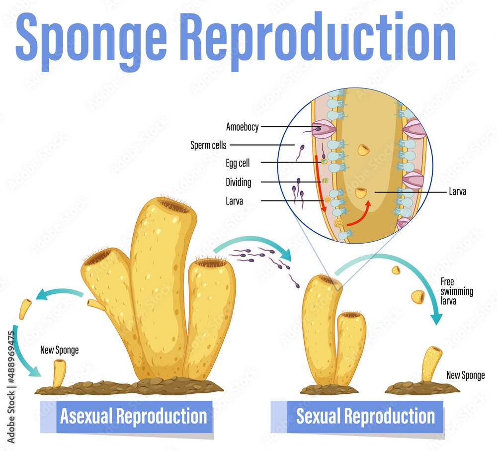 海绵繁殖示意图