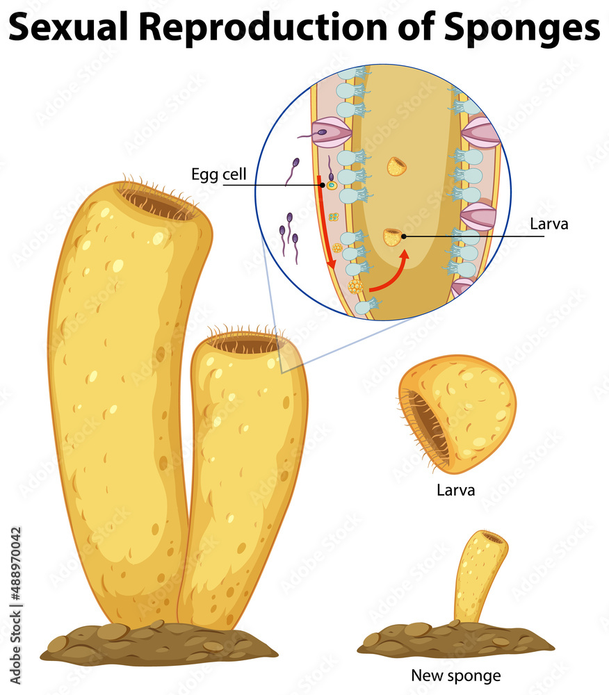 Diagram showing reproduction in sponges