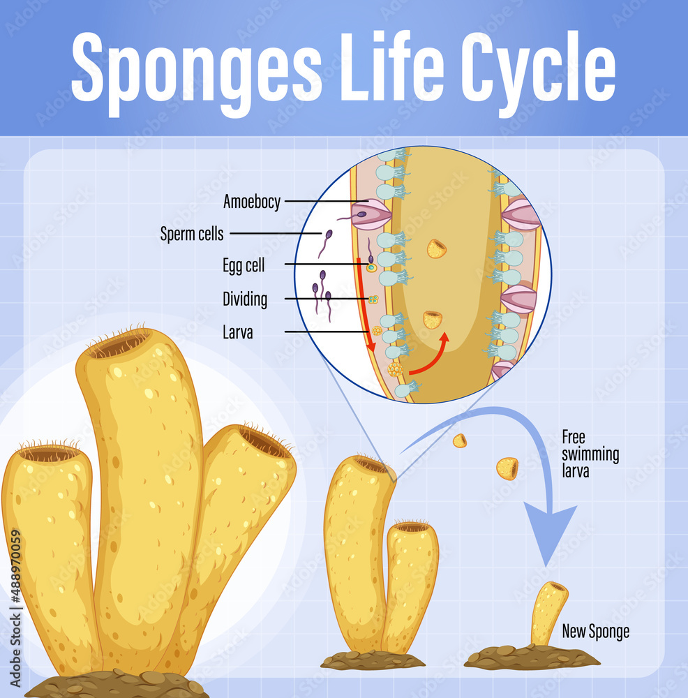 Diagram showing sponges life cycle