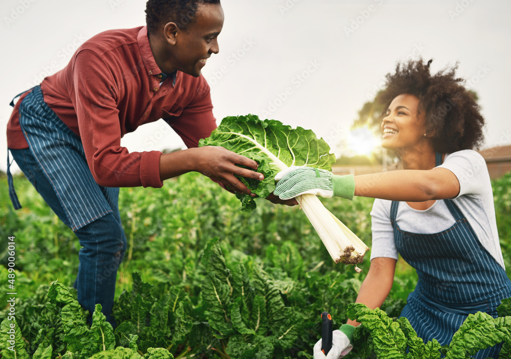 It must be spinach season. Cropped shot of a young farm couple working the fields.