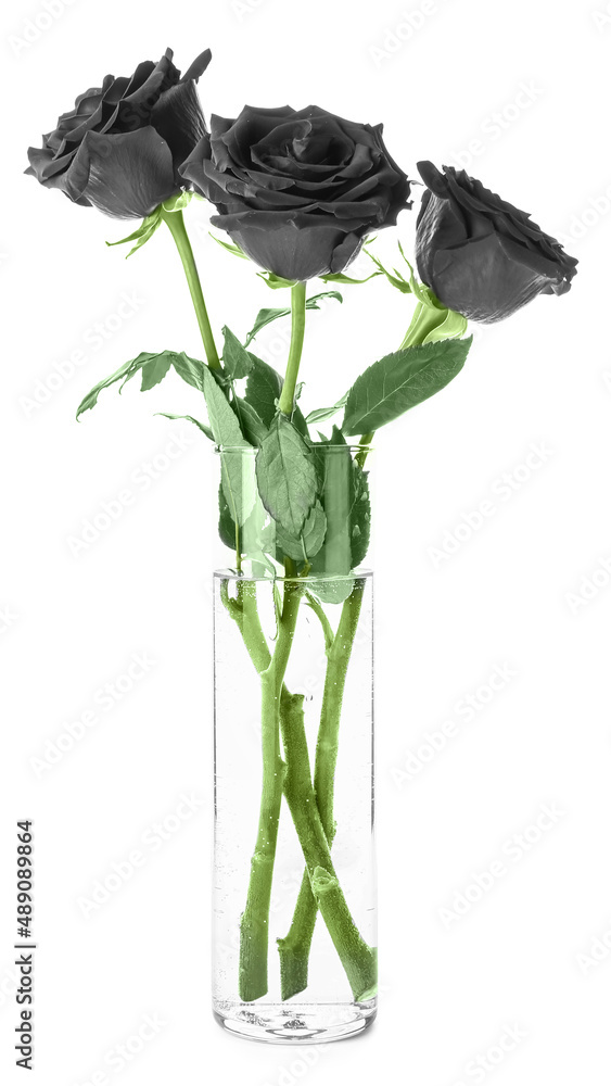 Fresh black roses in vase on white background