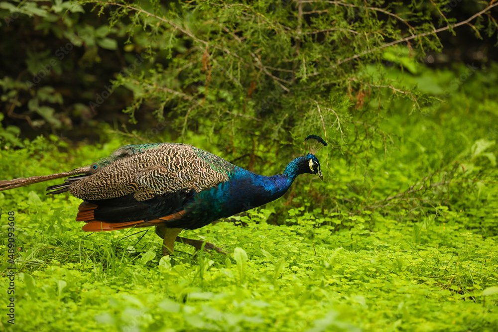 Beautiful peacock in green park