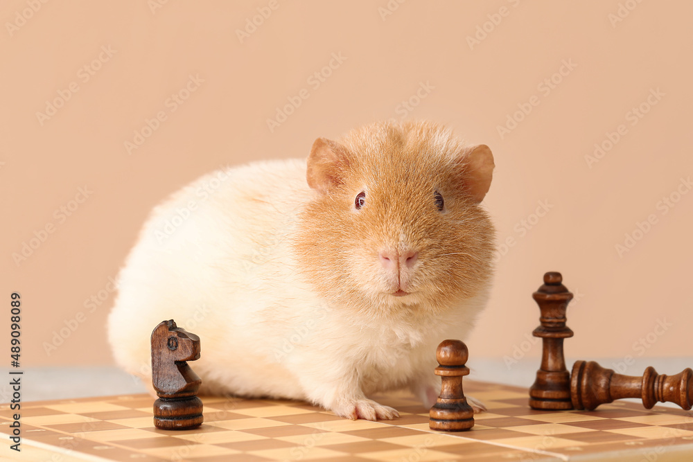 Funny Guinea pig on chessboard against beige background