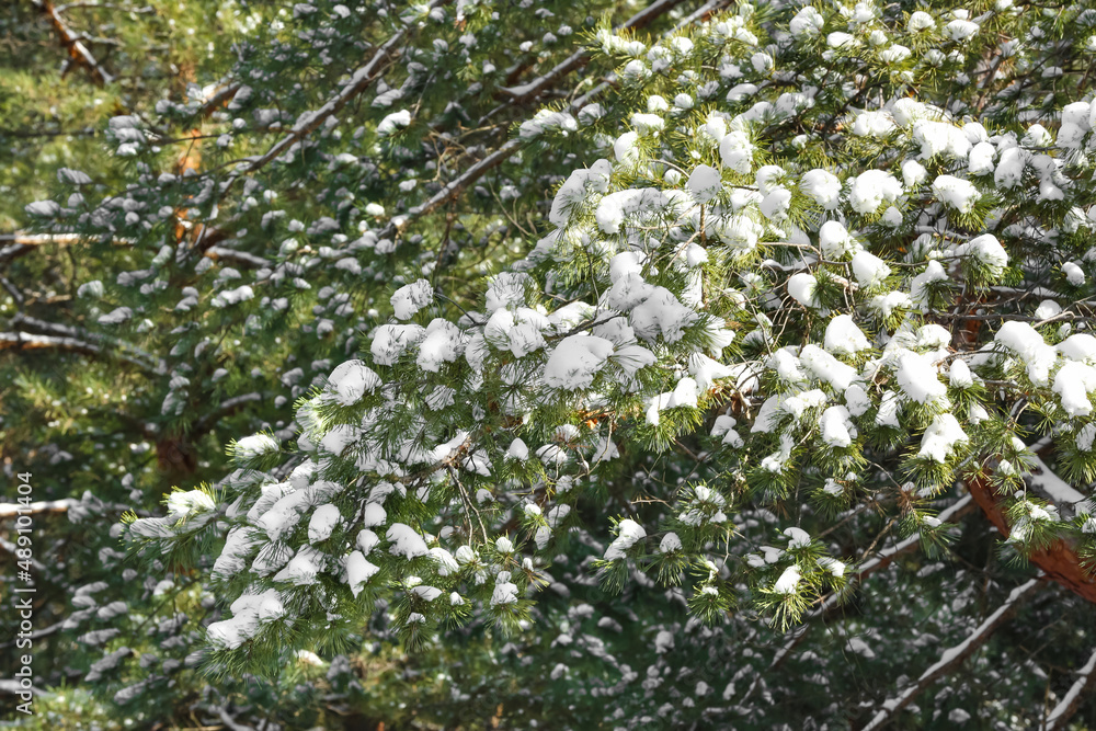 冬季森林中被雪覆盖的松树树枝