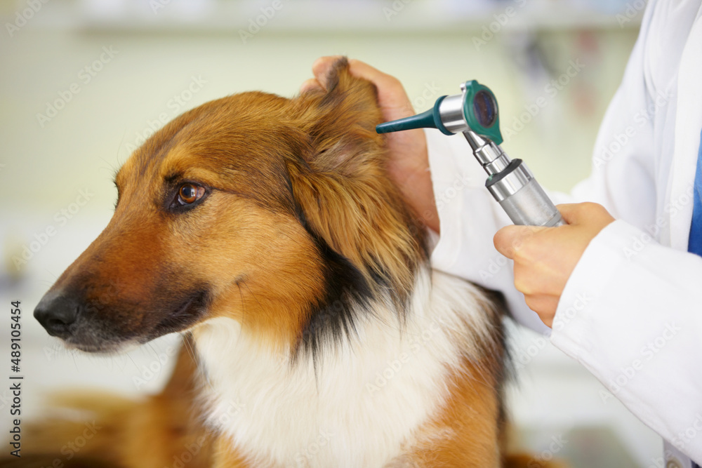 Im not enjoying this.... Cropped shot of a veterinarian examining a dogs ear.