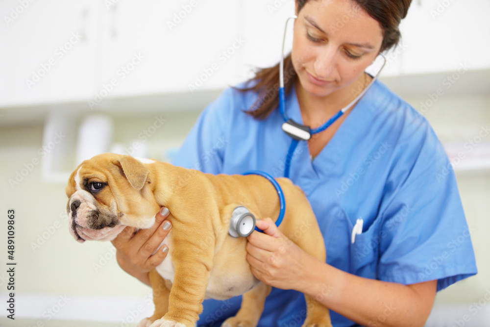 He couldnt be healthier. Shot of a young vet listening to a bulldog puppy heartbeat.