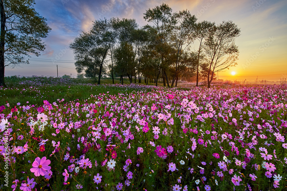 The perennial coreopsis flower fields sunrise scenic.