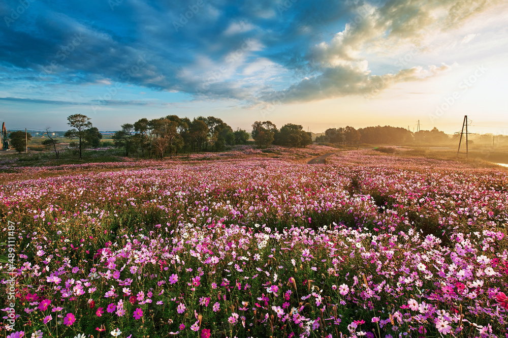 The perennial coreopsis flower fields sunrise scenic.