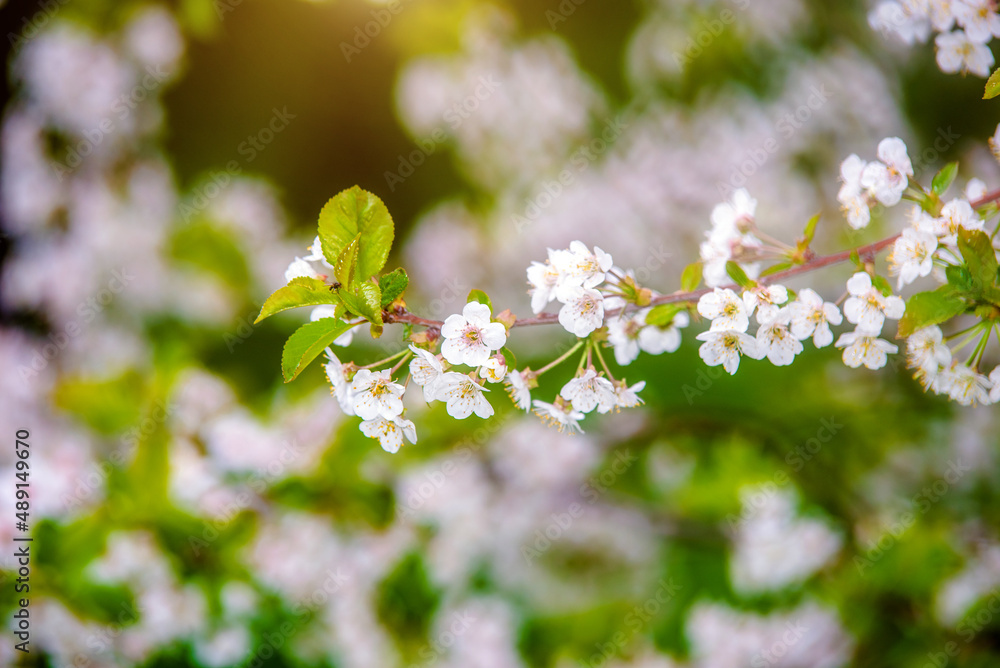 春天花园里的樱花枝