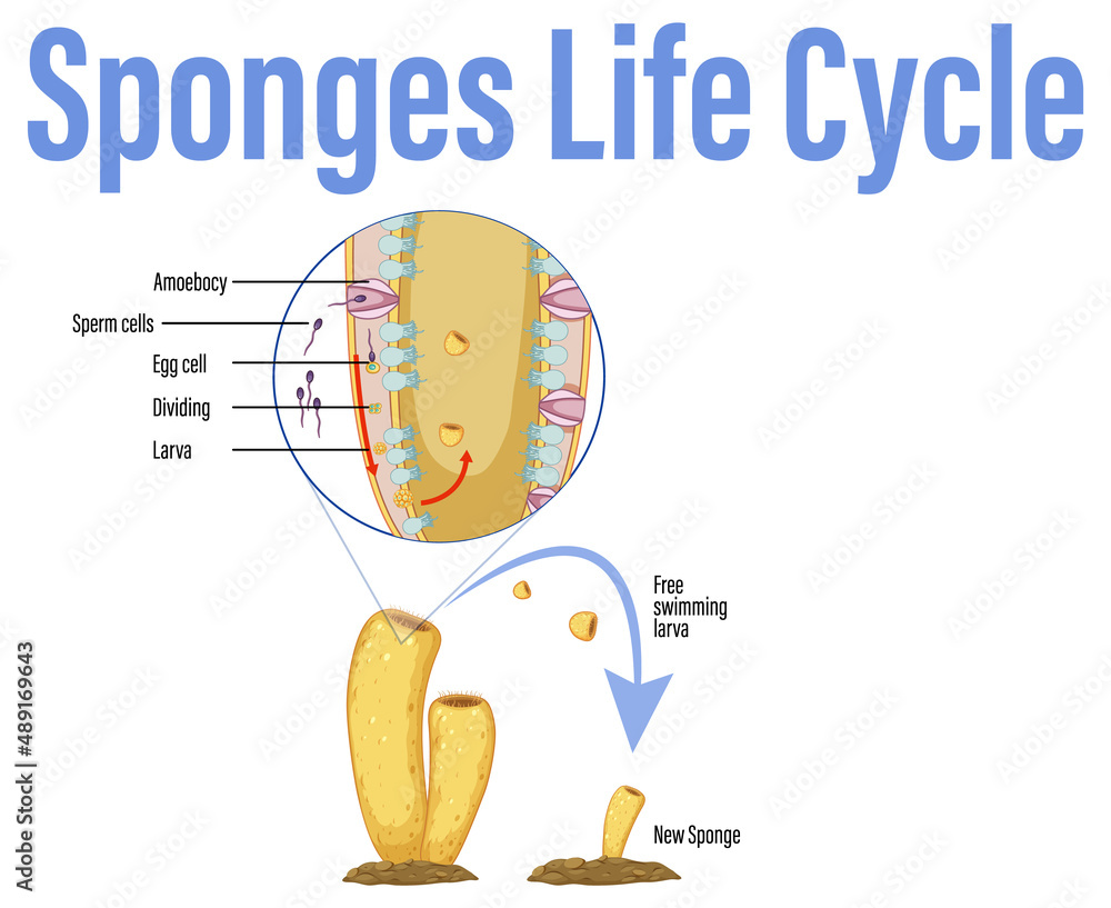 Diagram showing life cycle in sponges