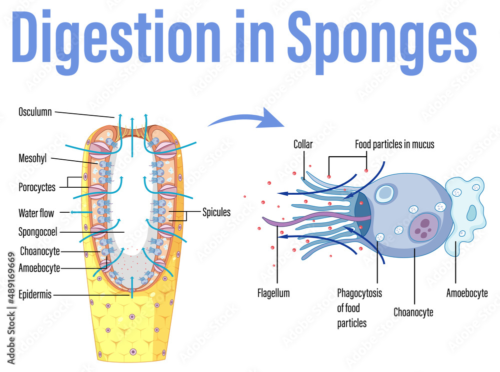 海绵中的消化示意图