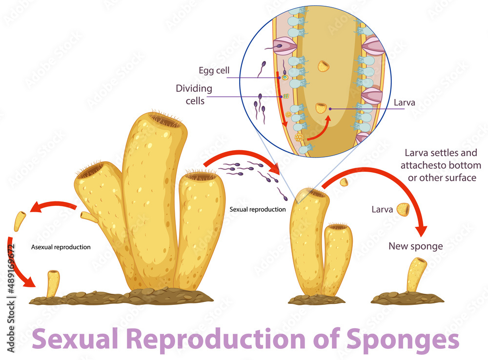 海绵繁殖示意图