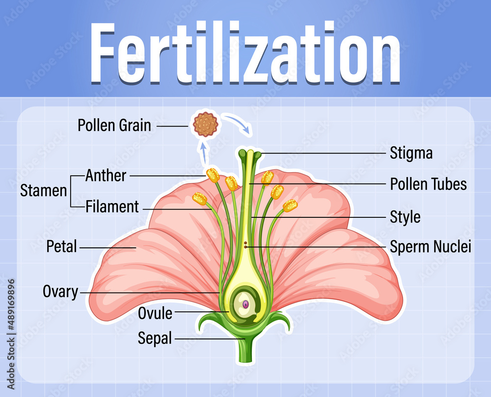 开花植物授粉示意图