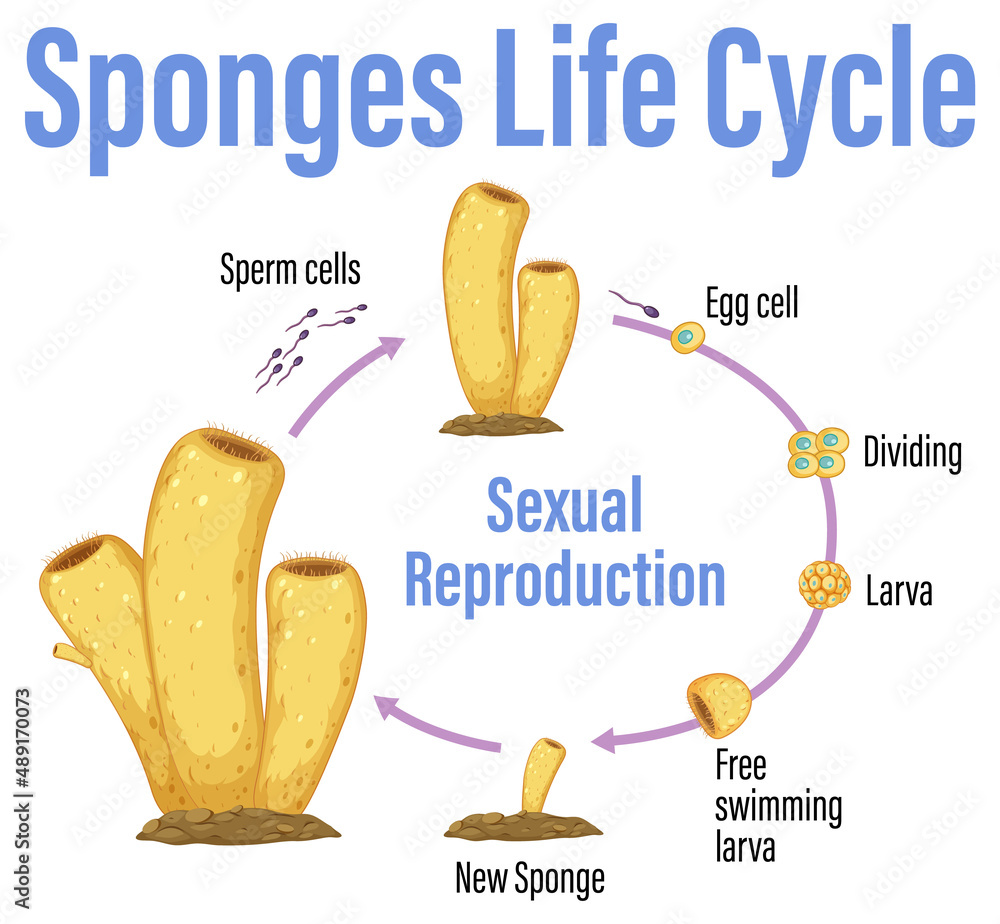 海绵生命周期示意图