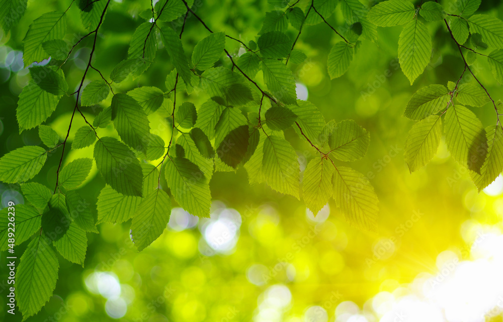  Green leaves on the sun.