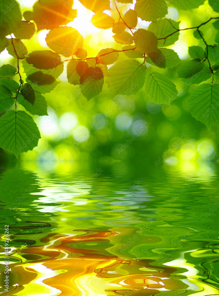 Green leaves on sun and blur tree foliage