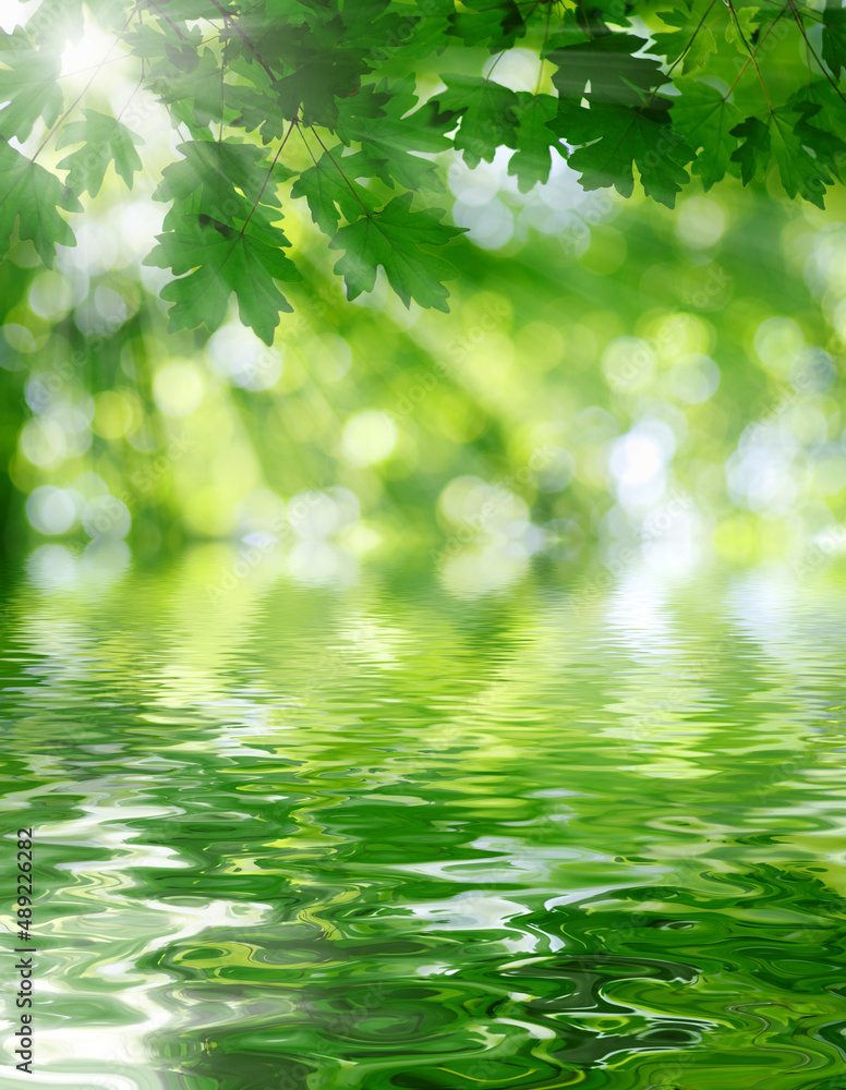 Green leaves on sun and blur tree foliage