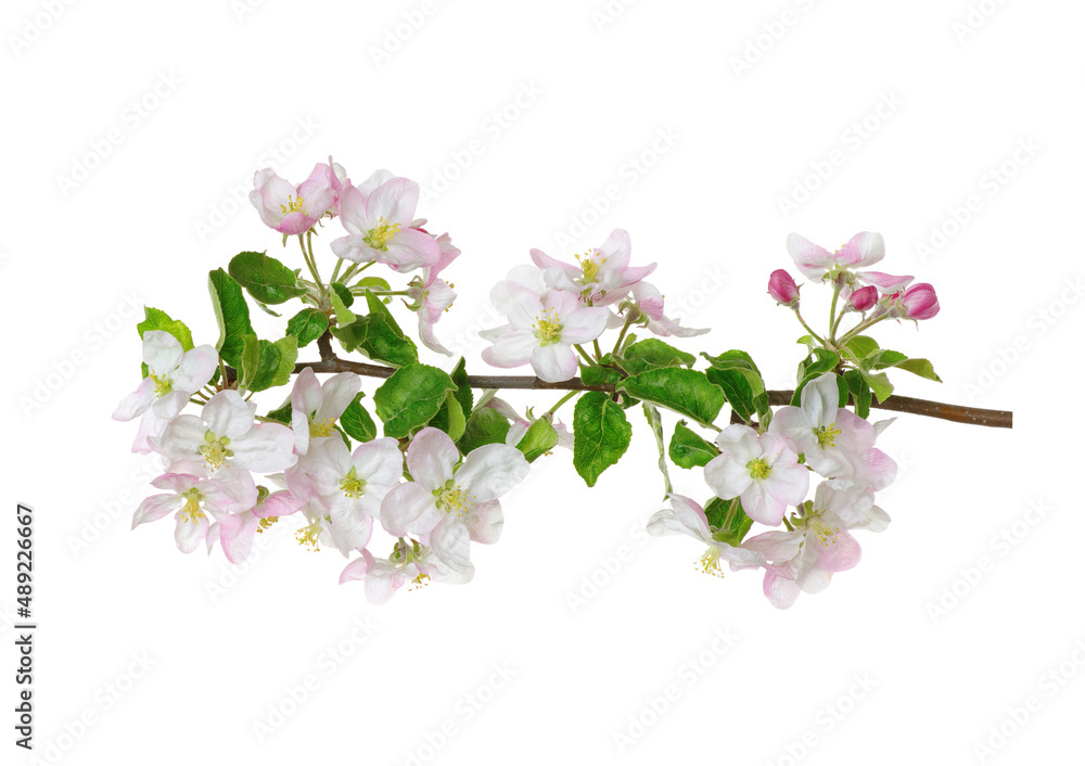 Branch with apple blossoms