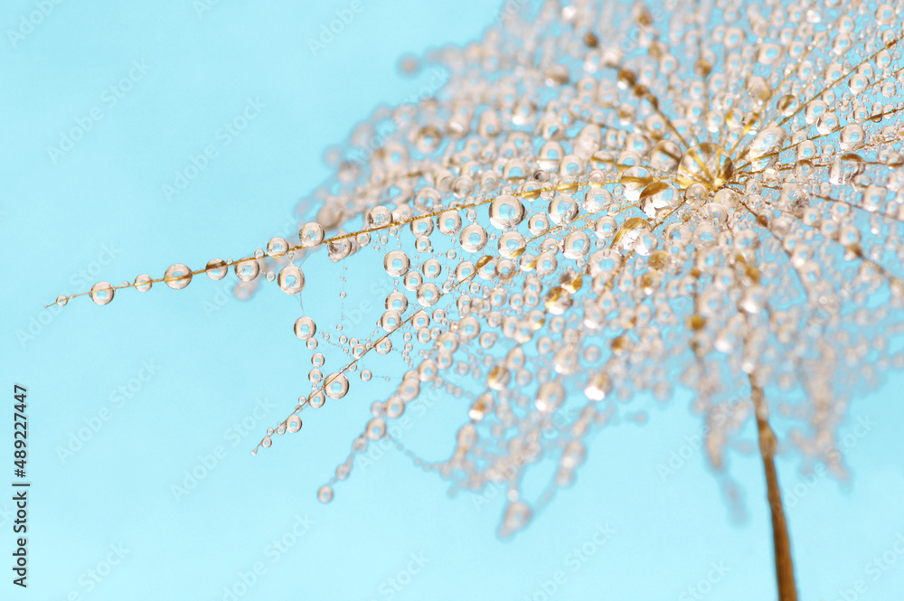 Dandelion seed on sky background