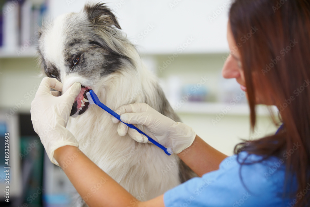 Checking how healthy your pet is. A female vet checking the teeth of a very unimpressed canine.