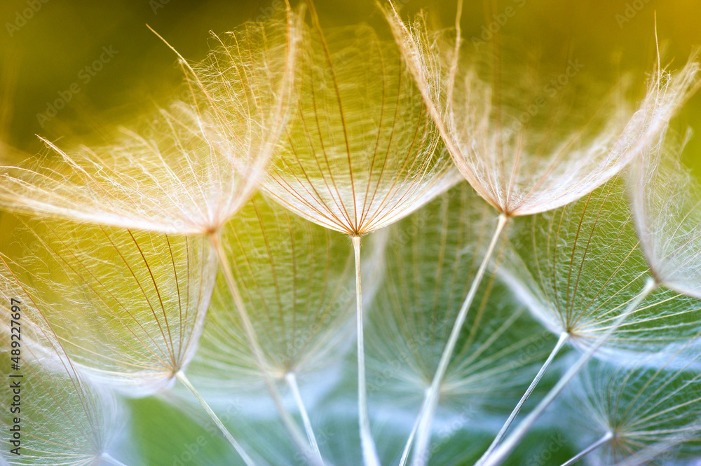 Dandelion flower background closeup