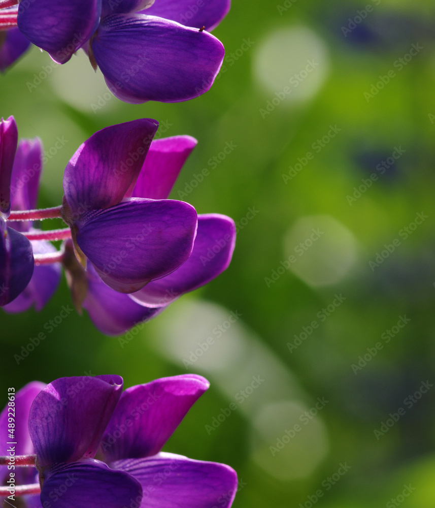  flower on a green