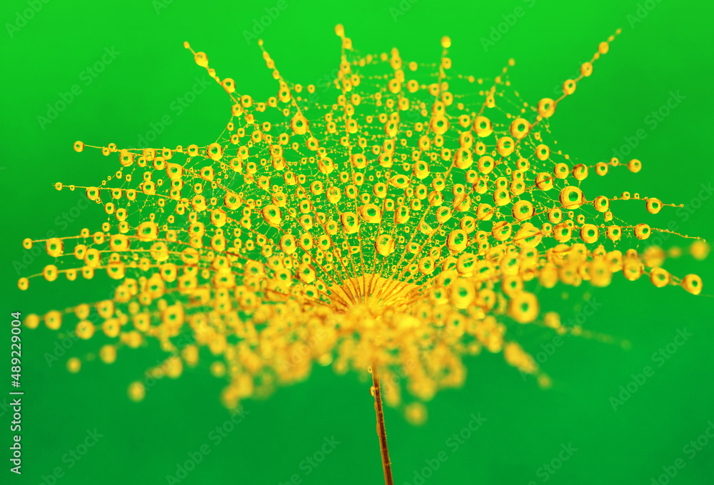 Dandelion seed on sunlight