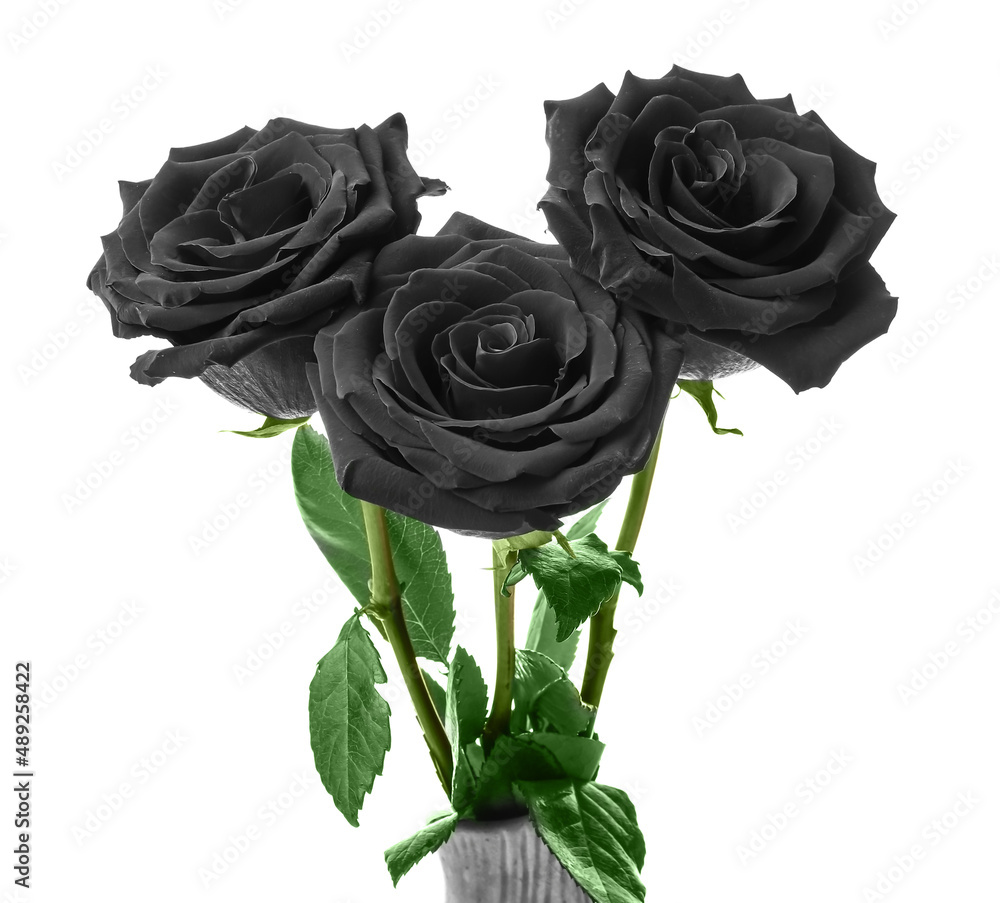 Fresh black roses on white background