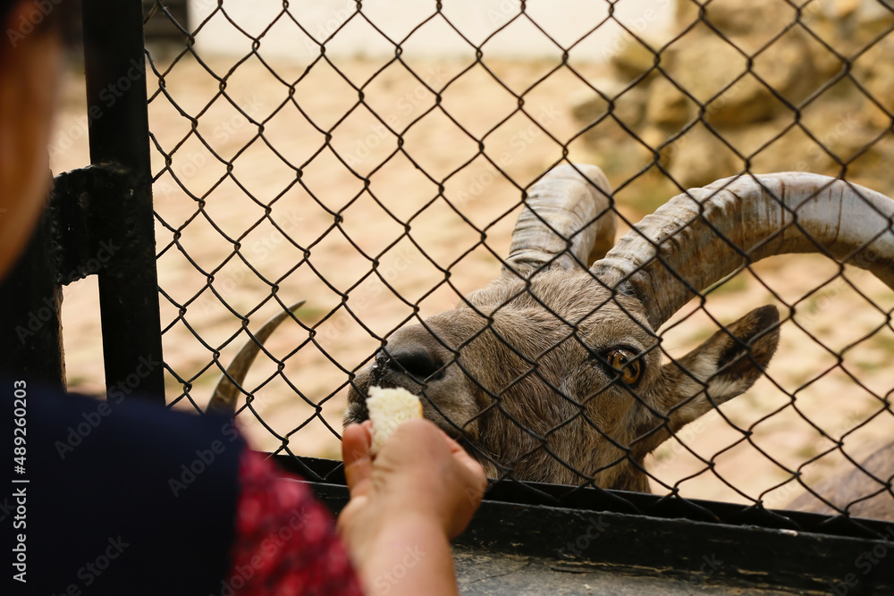 Visitor feeding wild goat in zoo