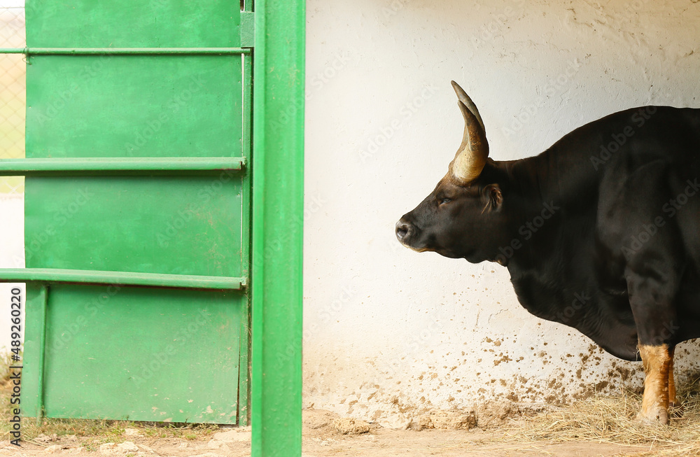 Indian bison in zoological garden