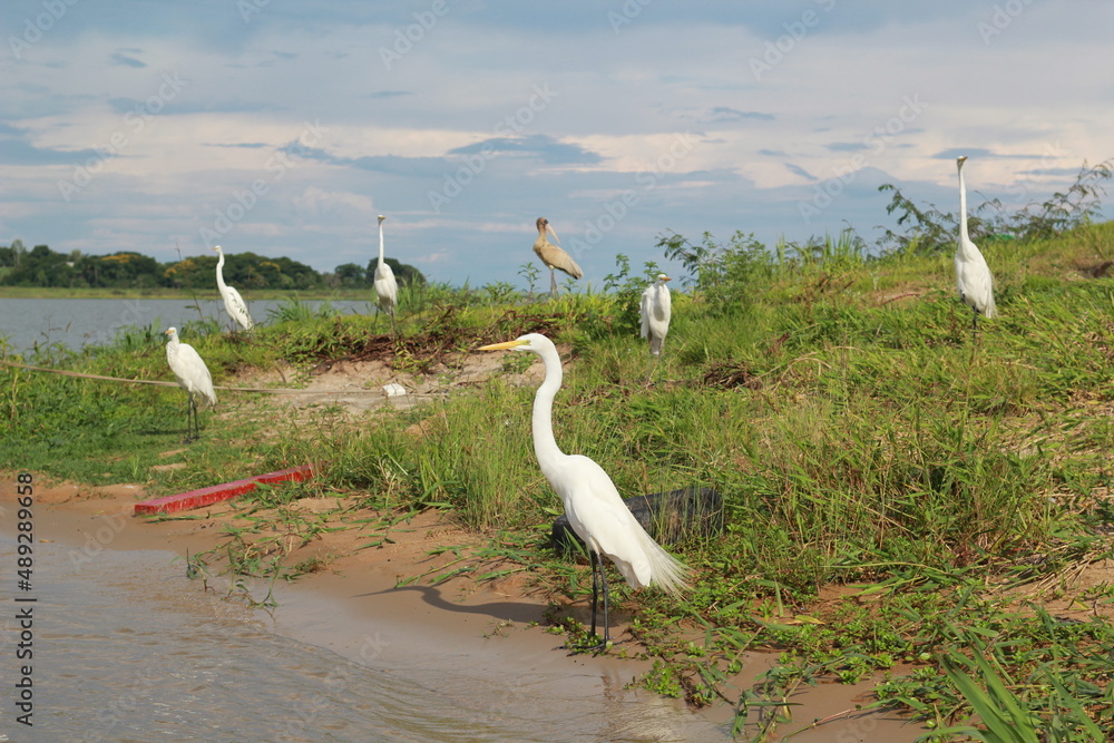 snowy egret in the marsh