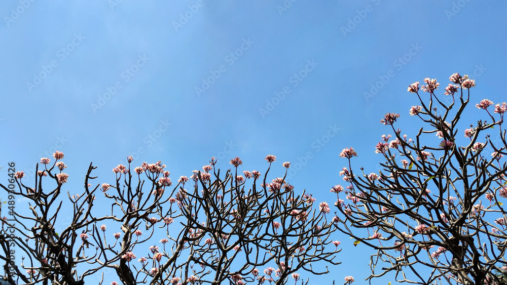 Group of white Plumeria flowers in the park.