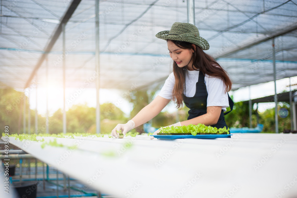 Young farmers are planting vegetable seedlings in hydroponics vegetable plots.