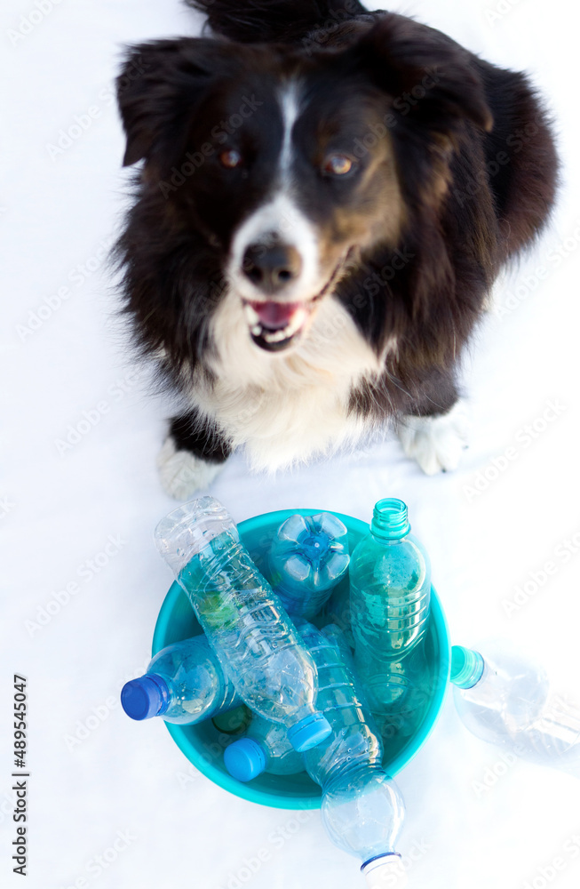 Looking after the environment. Portrait of a dog sitting in front of a bin full of empty bottles.