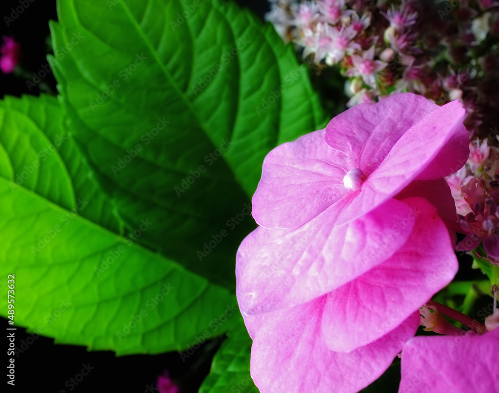 美丽的含苞待放的花朵。花园里的花朵长在外面。