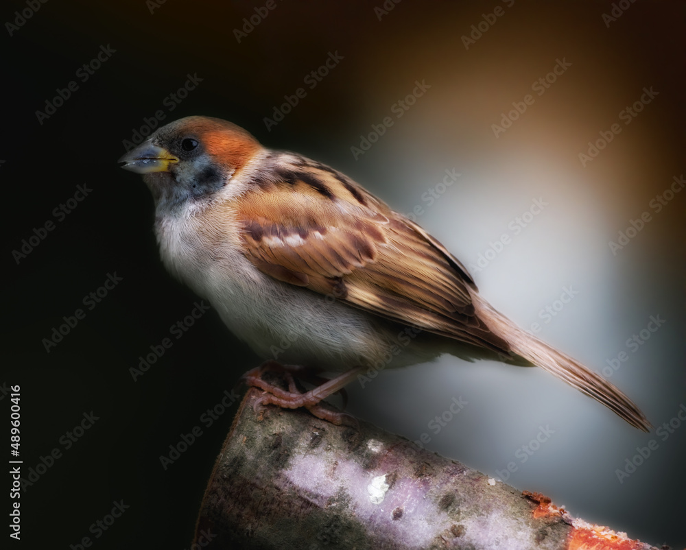 Beautiful brown garden sparrow. Beautiful brown garden sparrow.