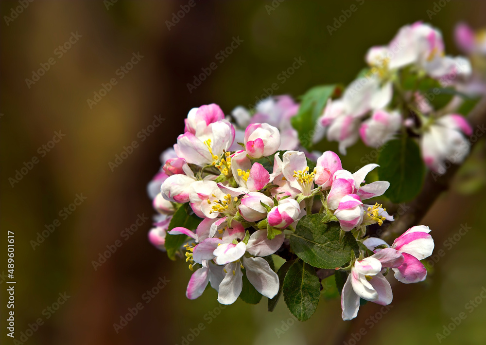 Beautiful flowers from my garden. A series of beautiful garden photos.