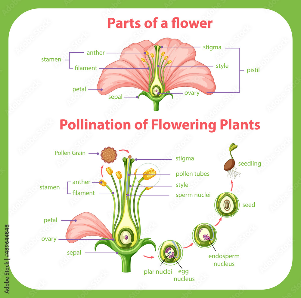 开花植物授粉示意图