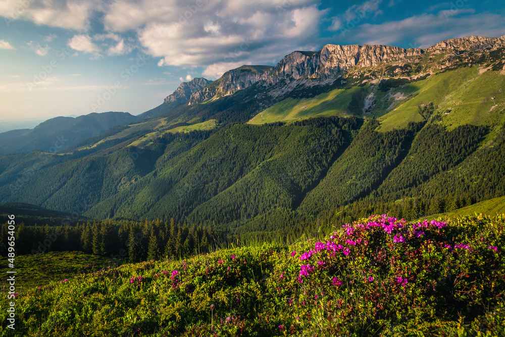 Blooming rhododendron bushes on the mountain slopes, Carpathians, Romania